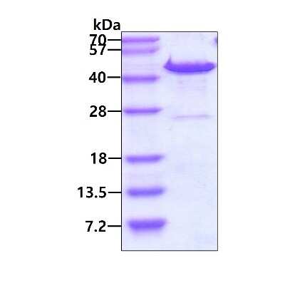 SDS-Page: Recombinant Human DNAJB6 His Protein [NBP1-50943] - 3ug by SDS-PAGE under reducing condition and visualized by coomassie blue stain.